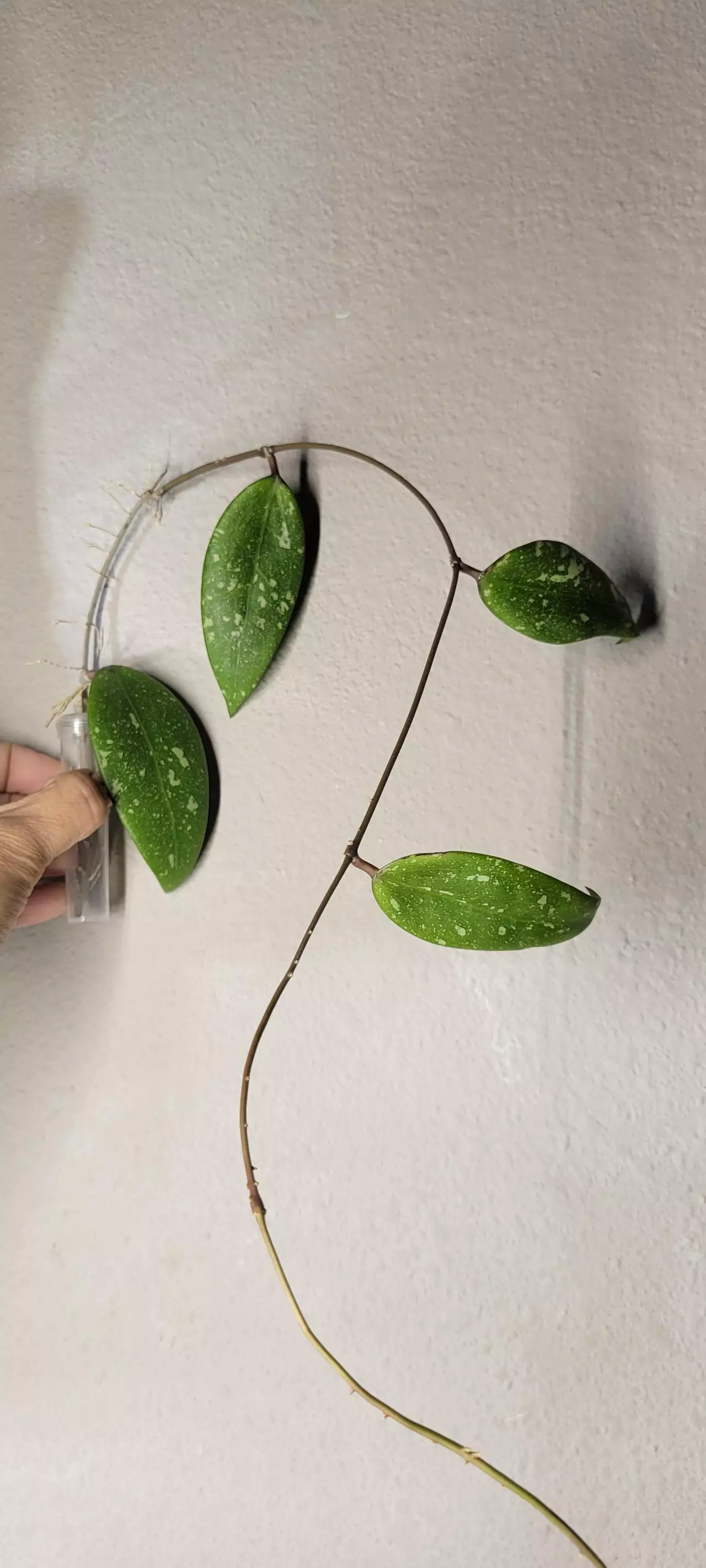 plant/Hoya sp. Vietnam Splash Unrooted-0