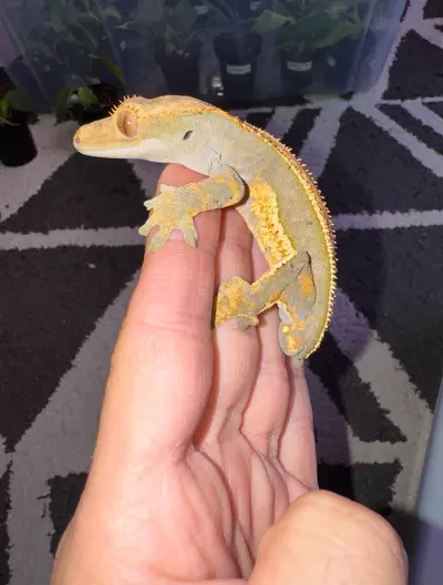 plant/CG#35-1-thumbnail