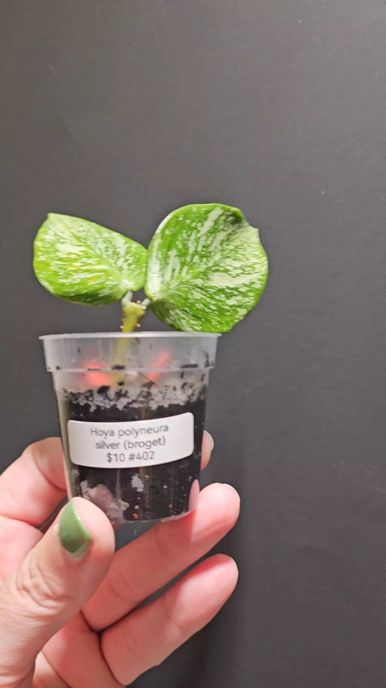 plant/Hoya polyneura silver #402-0