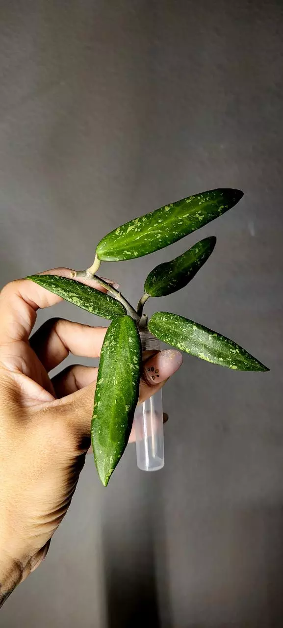 plant/Hoya Loei Province Unrooted-0