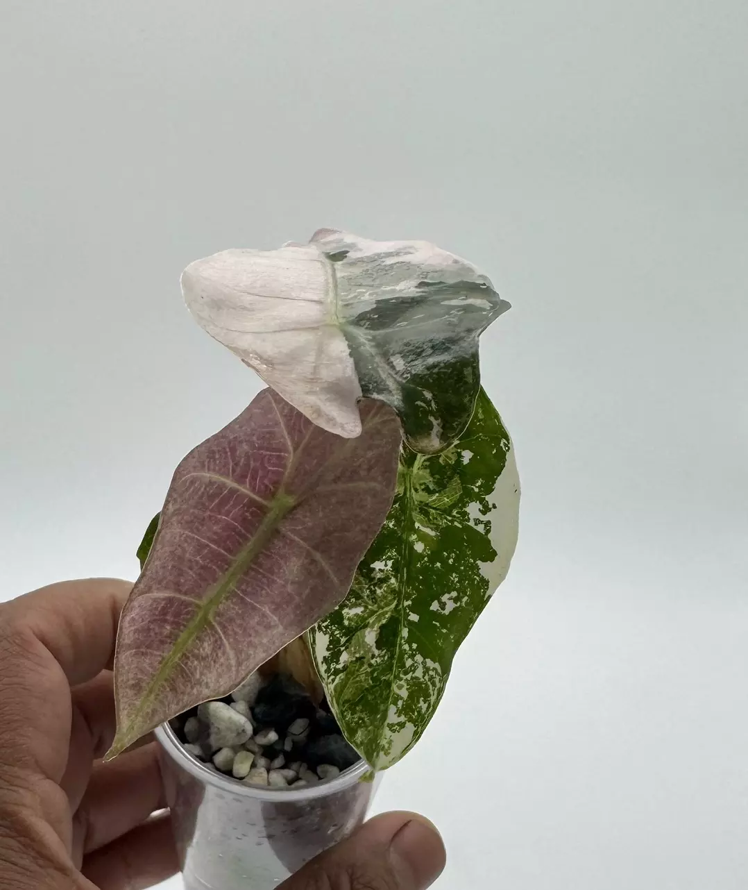 plant/Alocasia Pink Polly - High Variegated-0