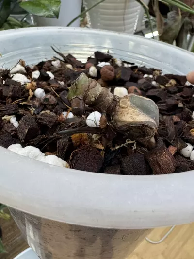 plant/Thrasher  Sport-0-thumbnail