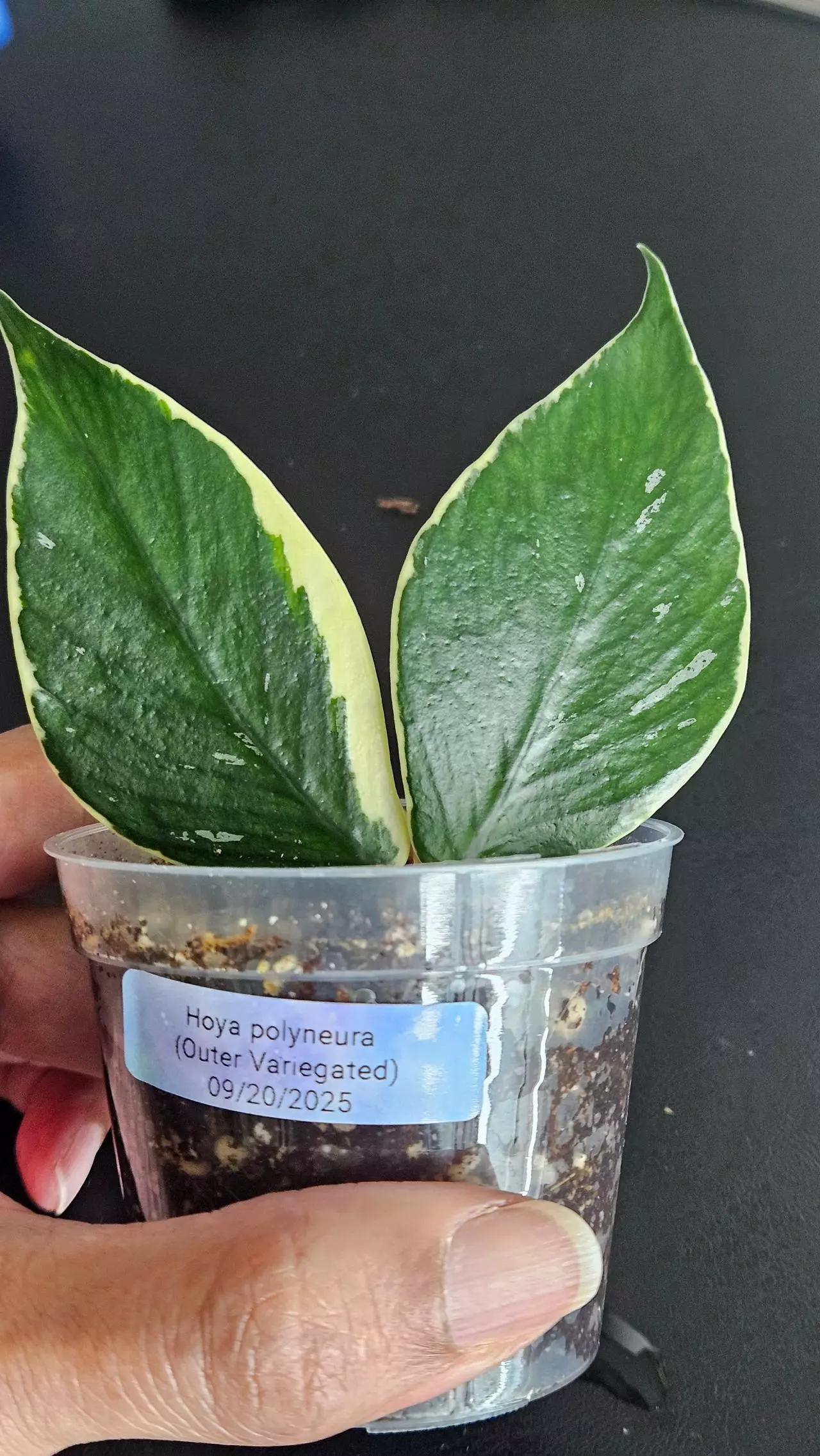 plant/Hoya polyneura (Outer Variegated)-0