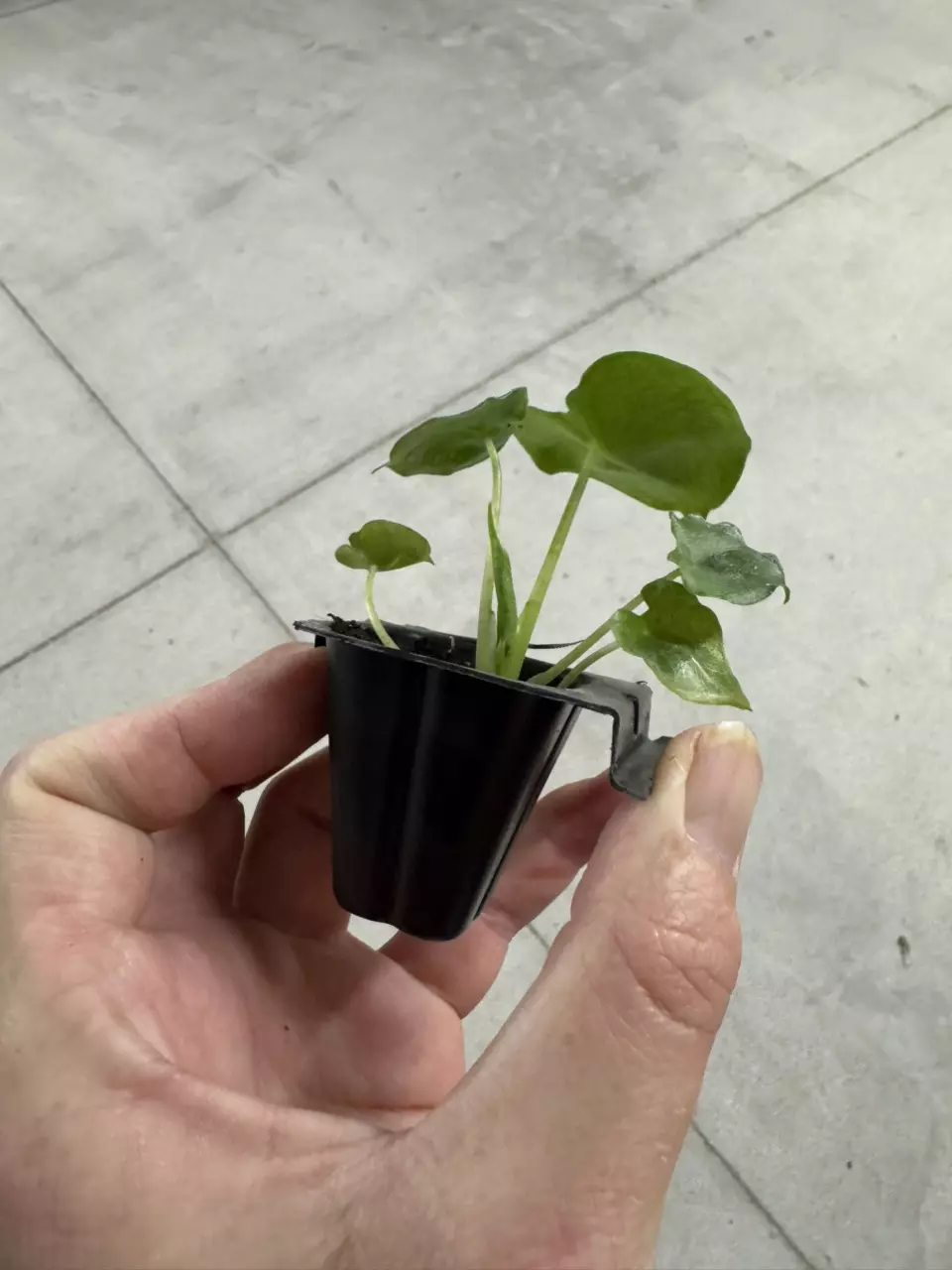 plant/Alocasia London eye starter plant growers choice-7