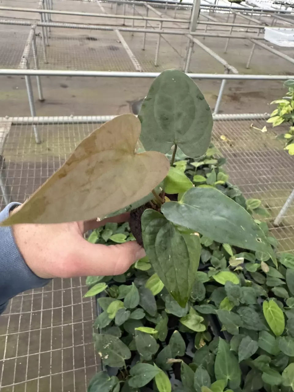 plant/Anthurium dressleri x guna yala starter plant growers choice-1