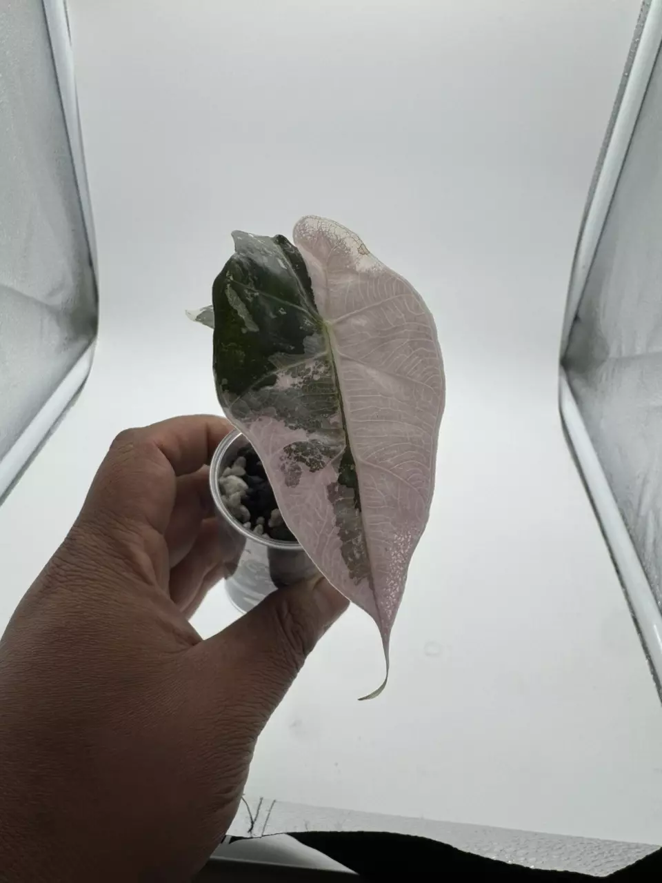 plant/Alocasia Pink Polly - High Variegated-1