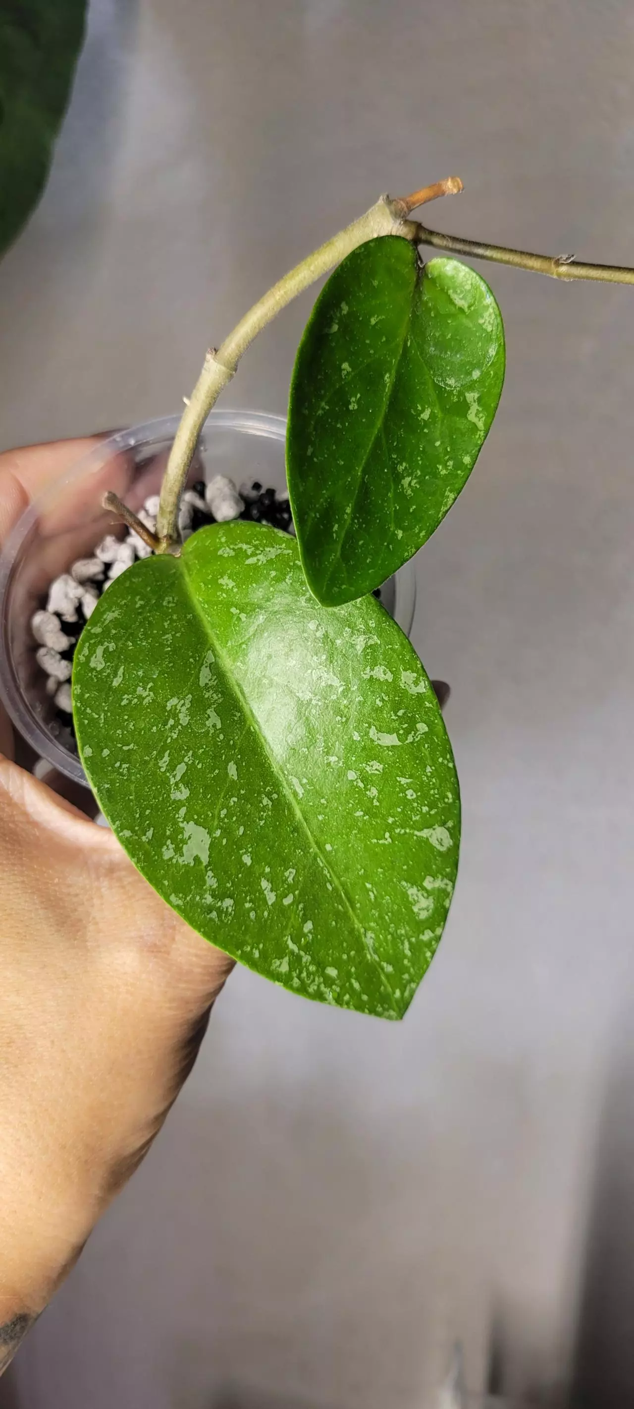 plant/Hoya WRX34-02 Densifolia x Verticillata Rooted w/ peduncle at base-0