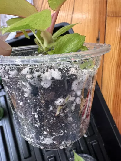 plant/Philodendron ‘Jungle Fever’-1-thumbnail