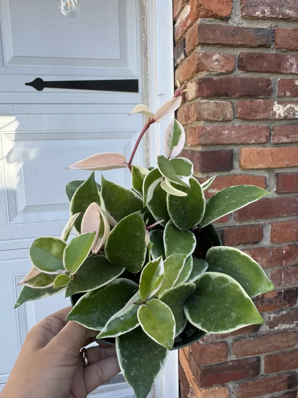 plant/Hoya krimson Queen-1