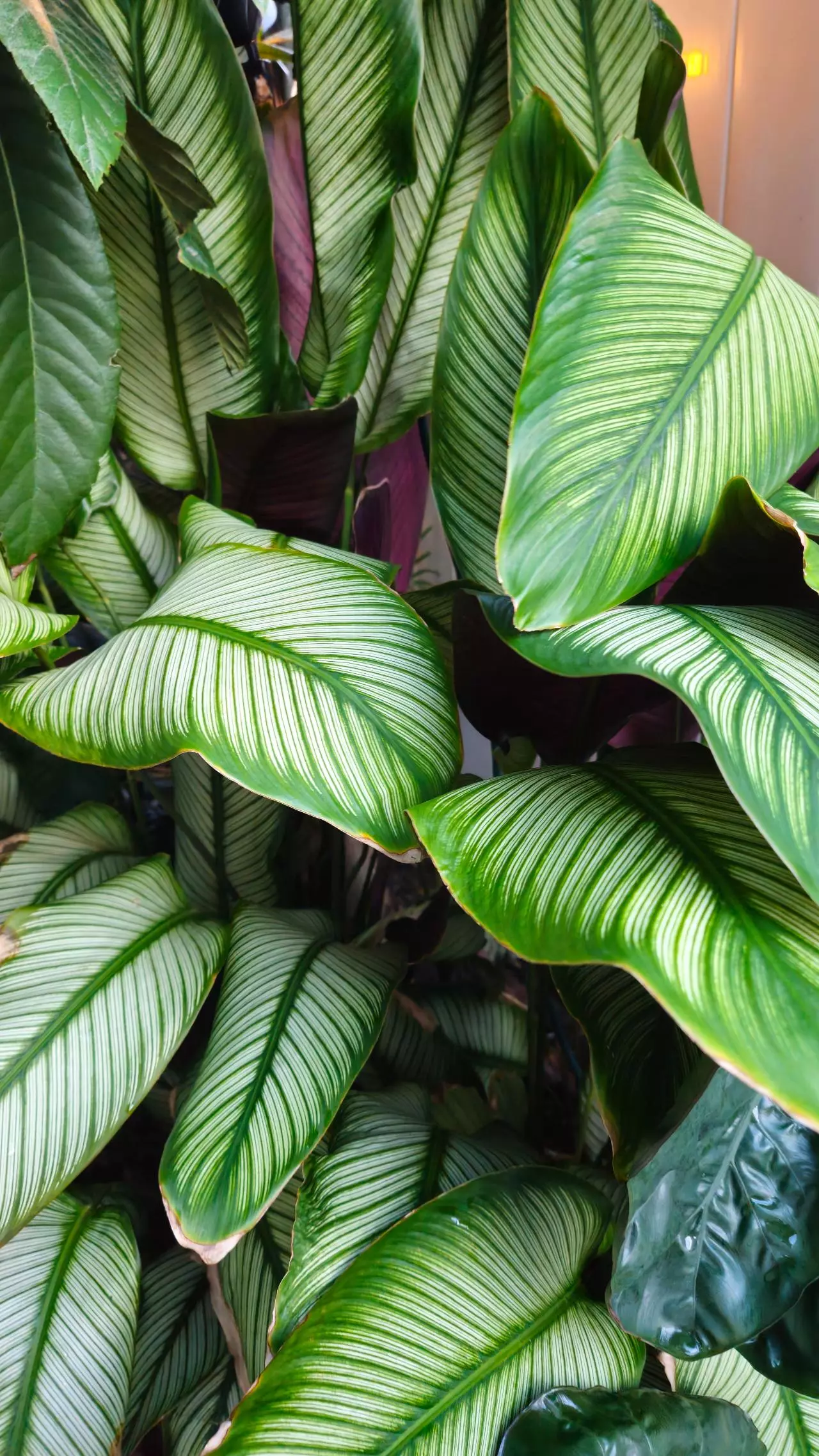 plant/LIVE PLANT Calathea majestica Goeppertia 1ft-1