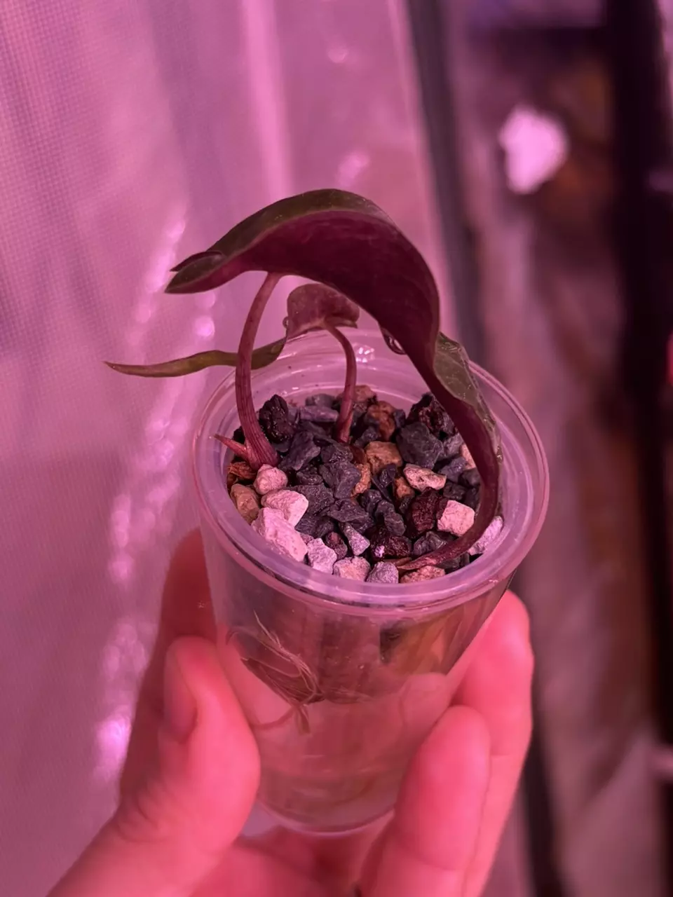 plant/Alocasia Venom double-headed mutant-0