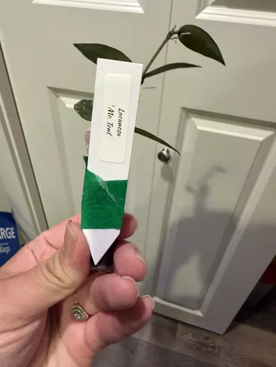 plant/Mystery Hoya Clippings Bundle - Small Leaf 🌱-4-thumbnail