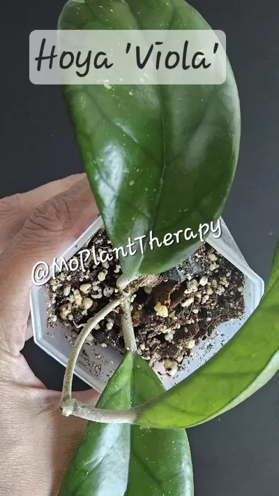 plant/Hoya 'Viola'-0-thumbnail