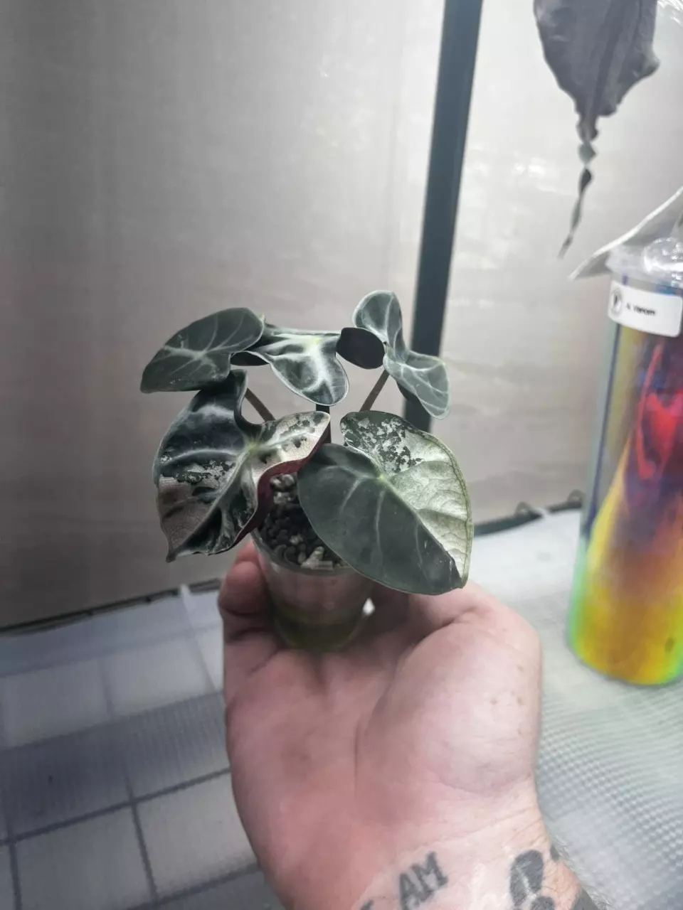 plant/Alocasia Pink Heart Balloon *Corm*-1