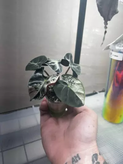 plant/Alocasia Pink Heart Balloon *Corm*-1-thumbnail