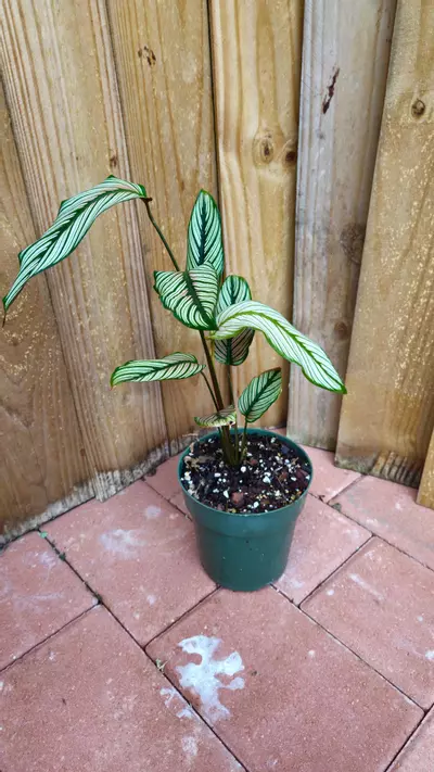 plant/LIVE PLANT Calathea majestica Goeppertia 1ft-4-thumbnail