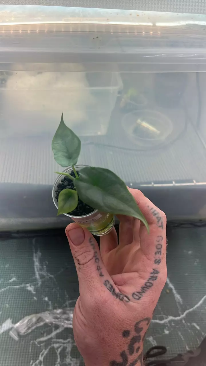 plant/Alocasia Heterophylla 'Dragon's Breath' Pup-0