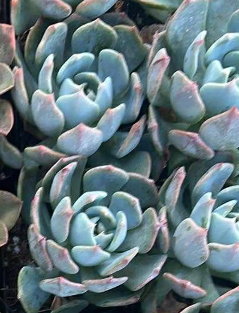 plant/Echeveria Runyonii Hybrid 3”-0