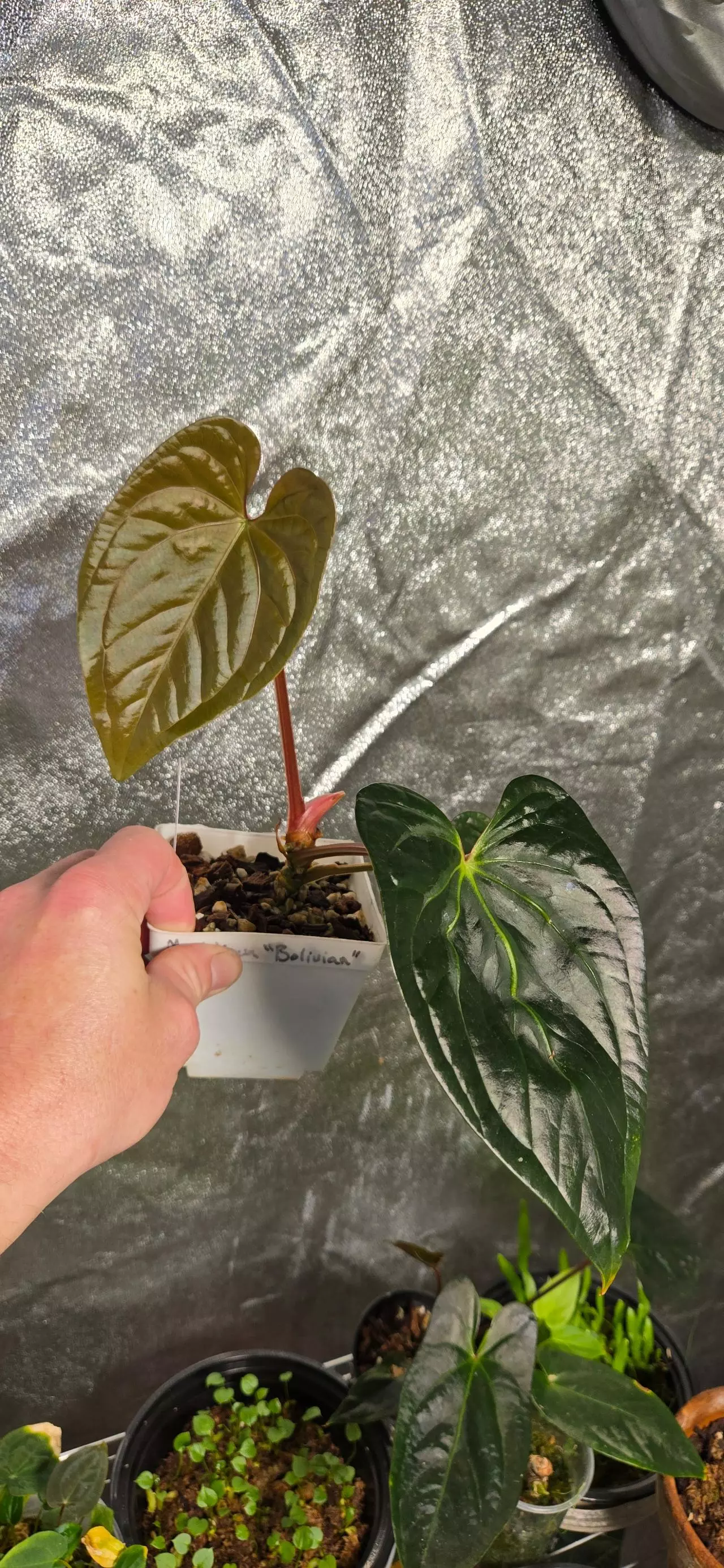 plant/Anthurium (RCxRG dress) x Delta Dawn-3