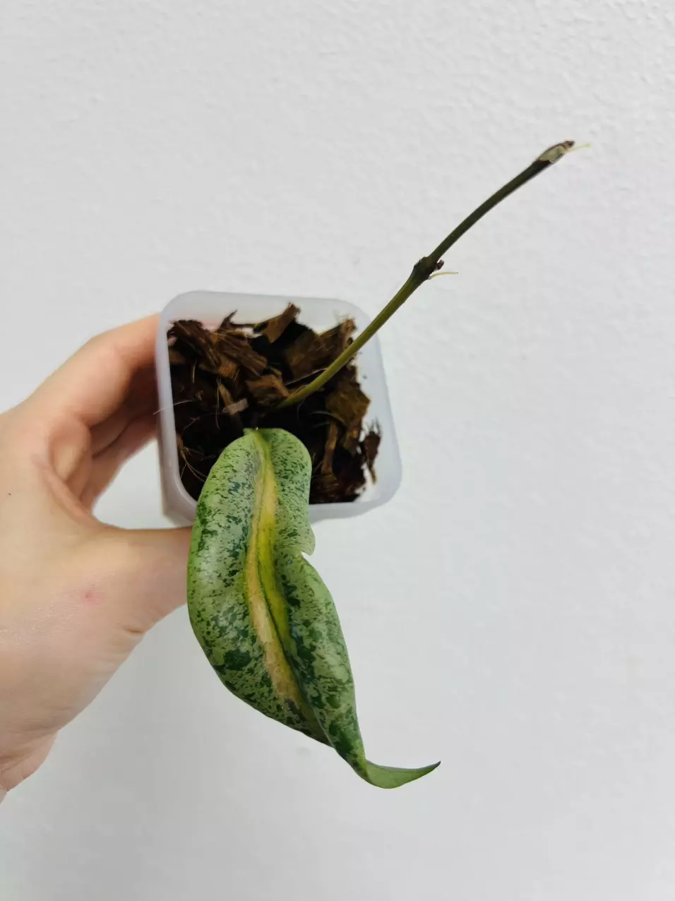 plant/Hoya ‘Autumn Guava’ (active growth)-1