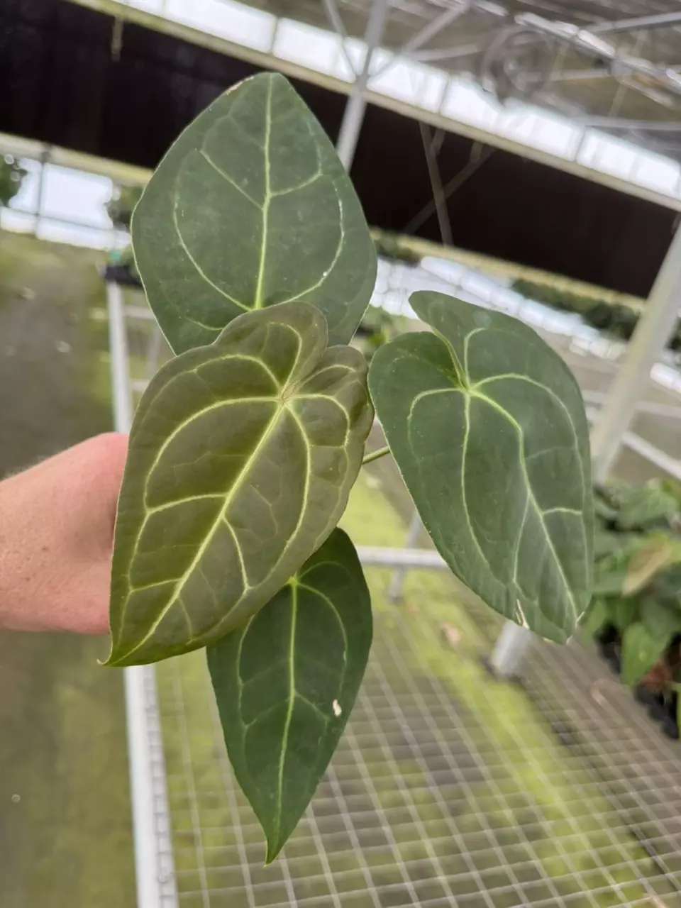 plant/Seed grown anthurium Xone x subsignatum starter plant growers choice-1