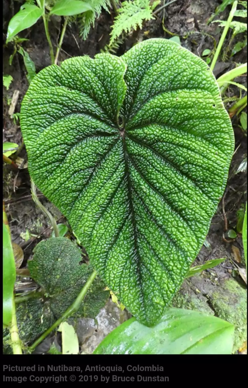 plant/🦄VERY RARE🦄 Anthurium Nutibarense  ☆2 Day shipping mandatory-4