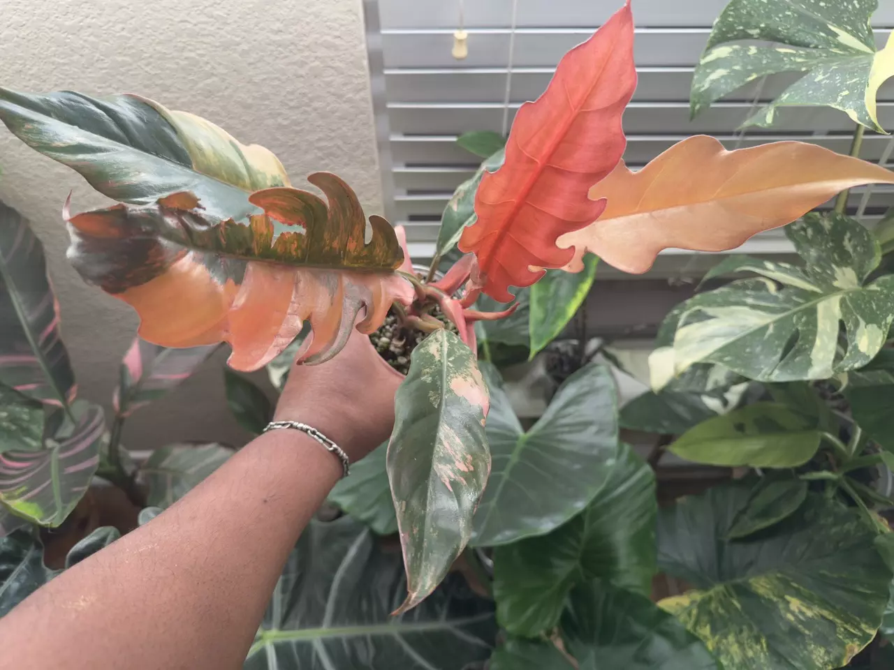 plant/High Variegated Caramel Marble-0