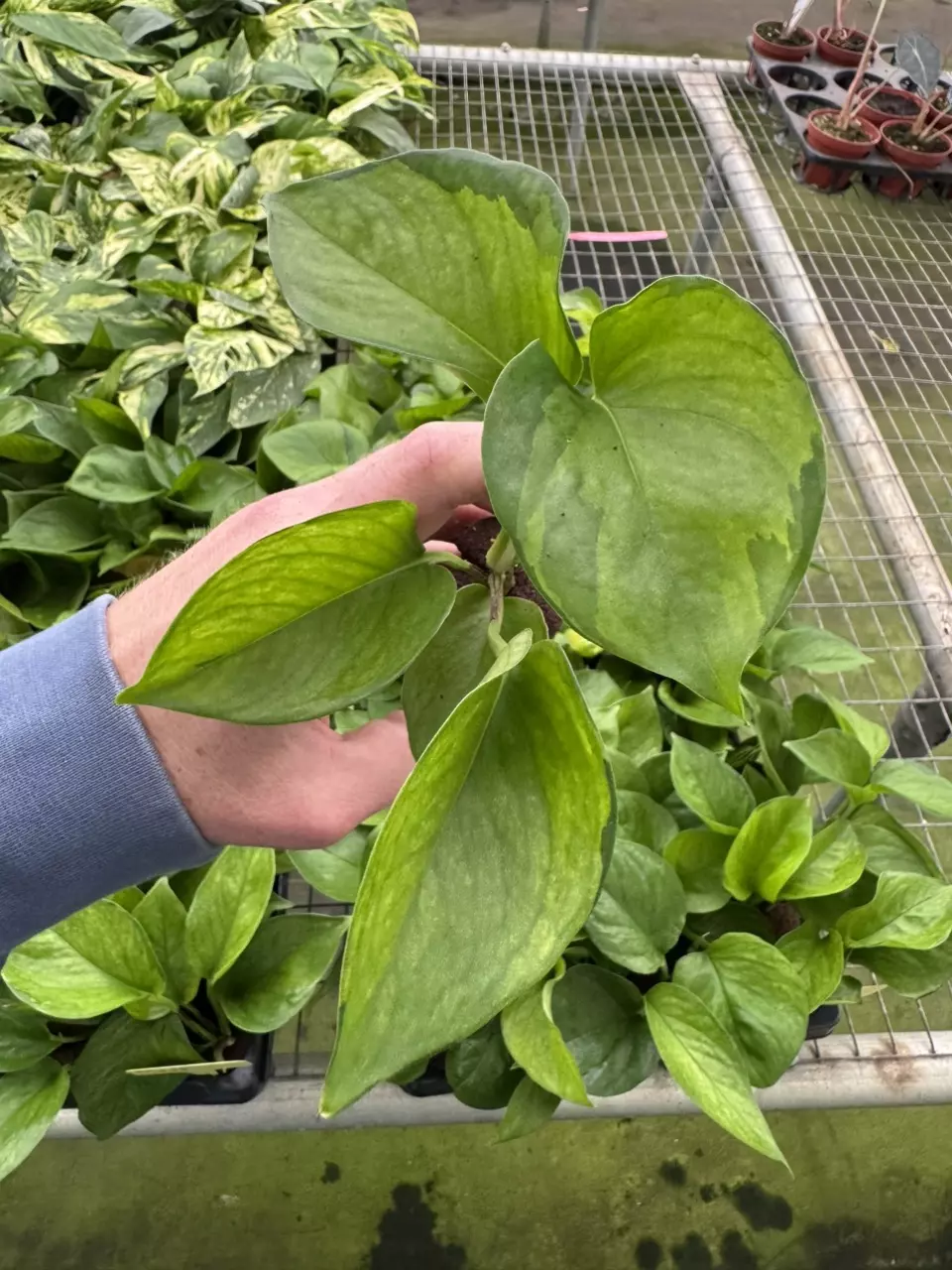 plant/Lemon top pothos starter plant growers choice-1