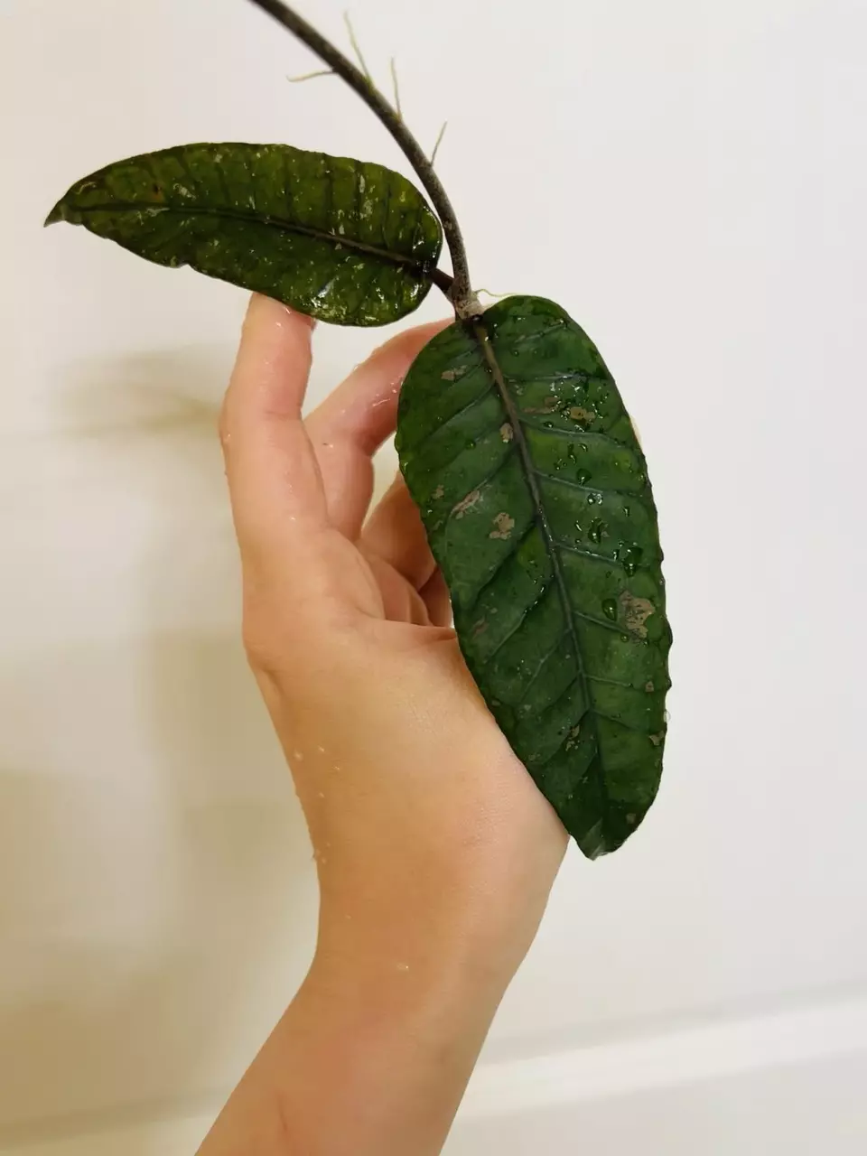 plant/#Hoya Sp Dabun Gelang Rutut002-0