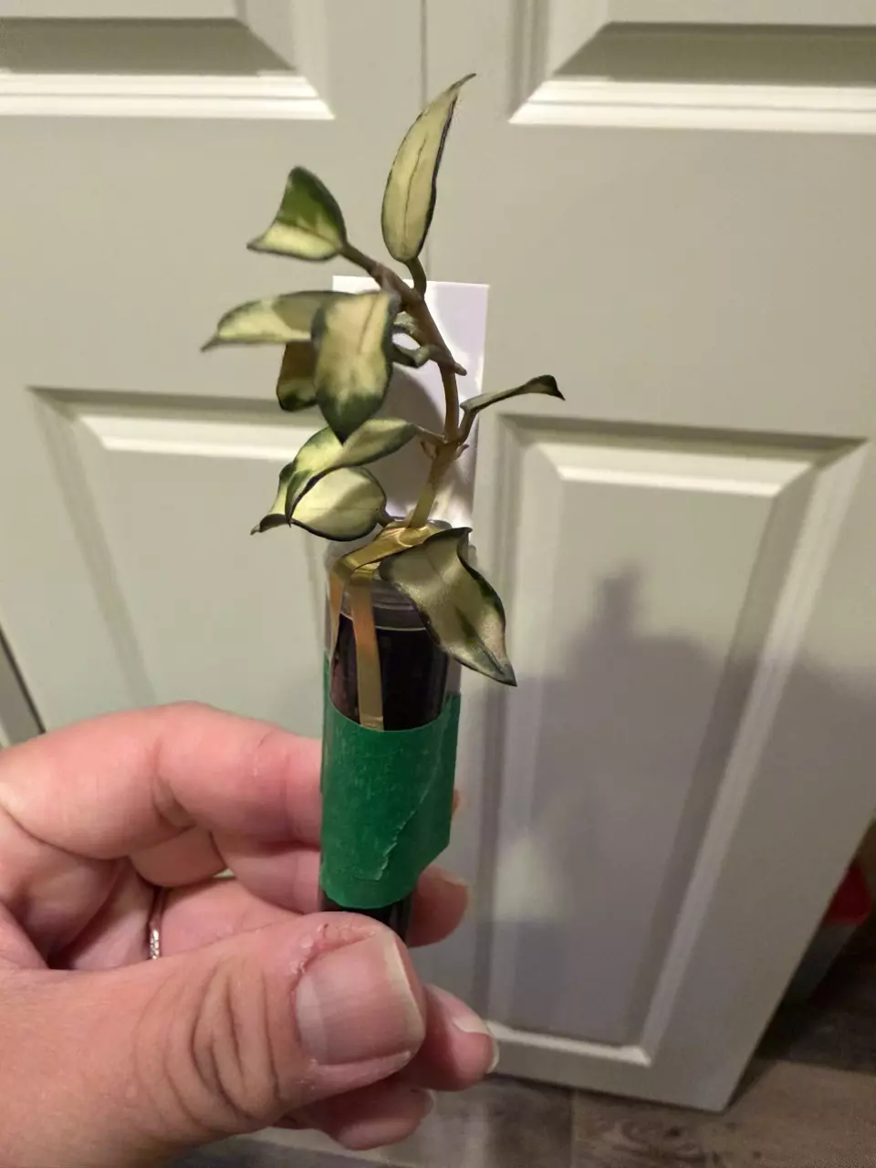 plant/Mystery Hoya Clippings Bundle - Small Leaf 🌱-1