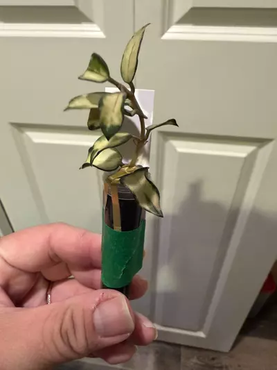 plant/Mystery Hoya Clippings Bundle - Small Leaf 🌱-1-thumbnail