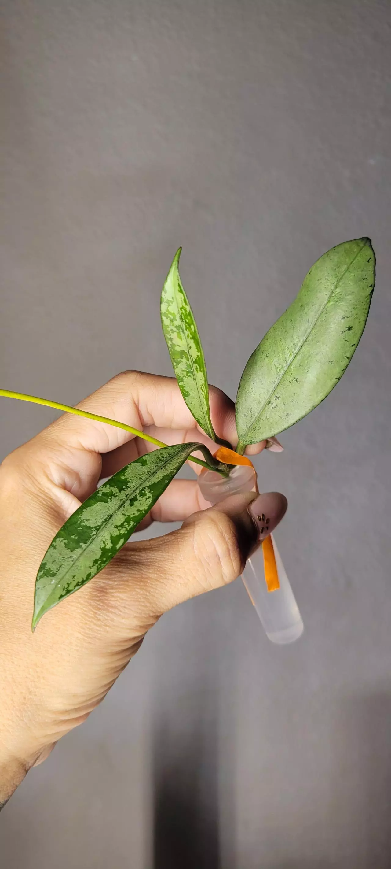 plant/Hoya Griffithii Silver Unrooted-0