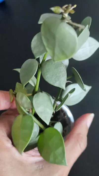 plant/Hoya krohniana 'Silver' #3-2-thumbnail