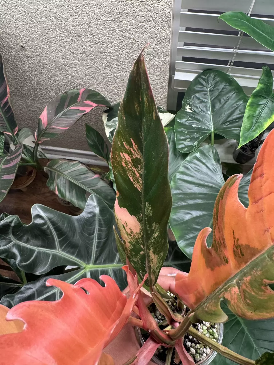 plant/High Variegated Caramel Marble-2