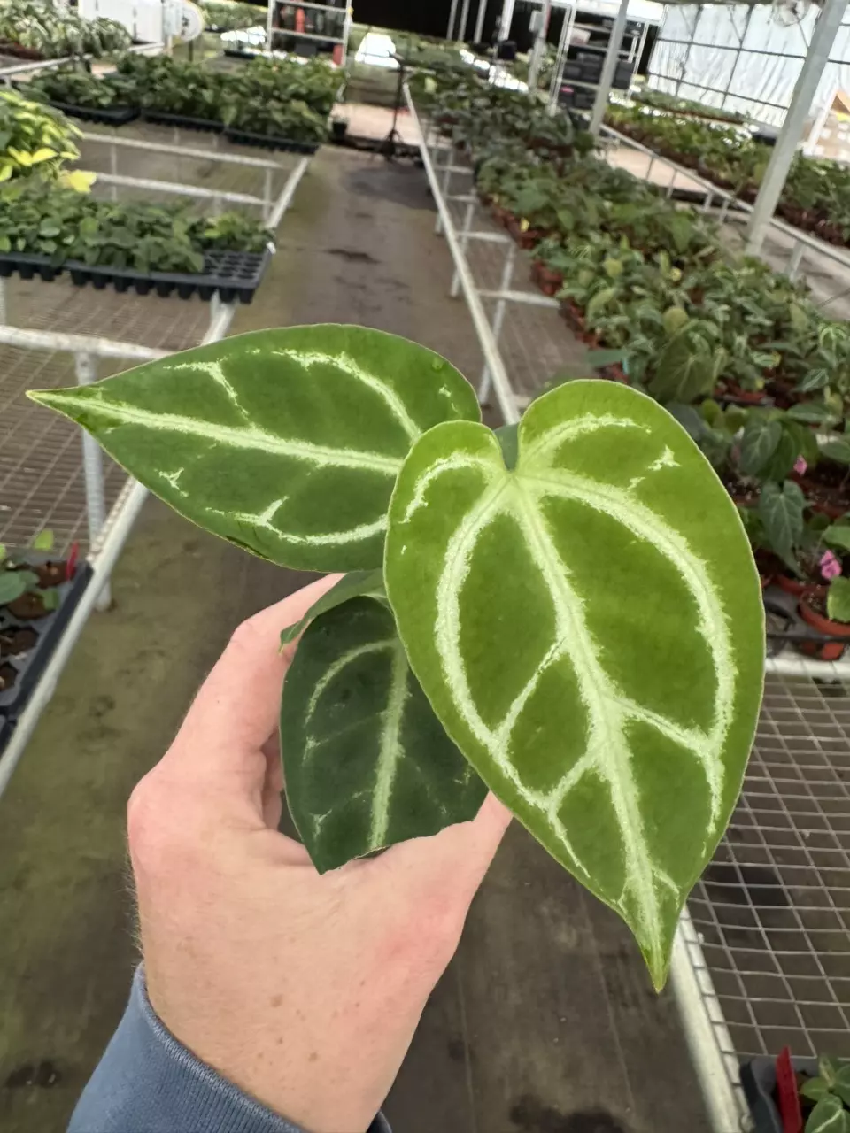 plant/Anthurium crackin veins x Magnificum starter plant growers choice-1