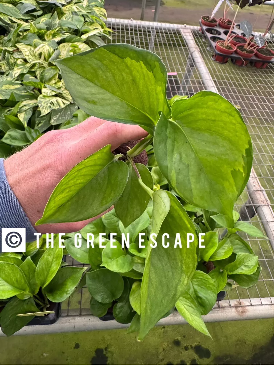 plant/Lemon top pothos starter plant growers choice-0