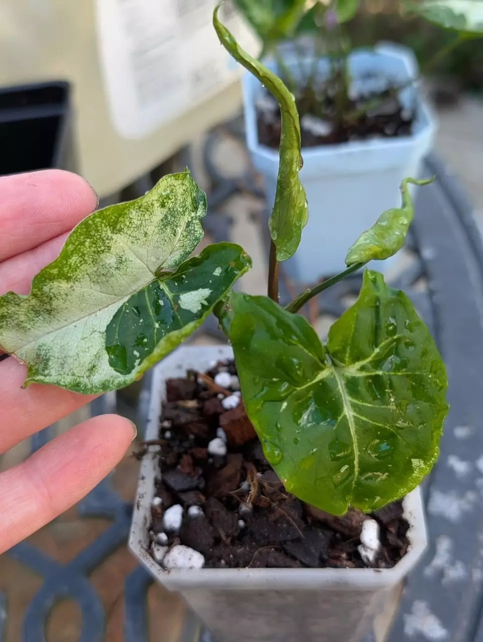 heat_pack/Syngonium Panda galaxy-0