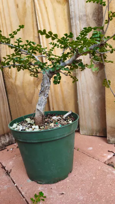 plant/LIVE PLANT 1ft Operculicarya decaryi Elephant Tree-2-thumbnail