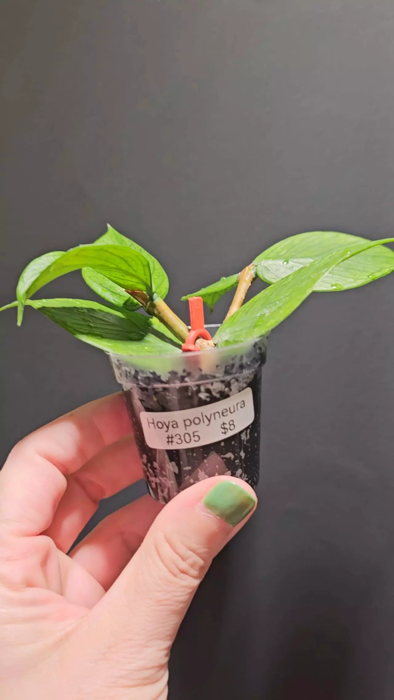 plant/Hoya polyneura #305-0