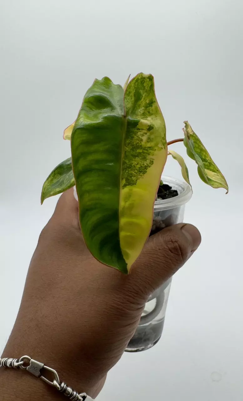 plant/High Variegated Billietiae-0
