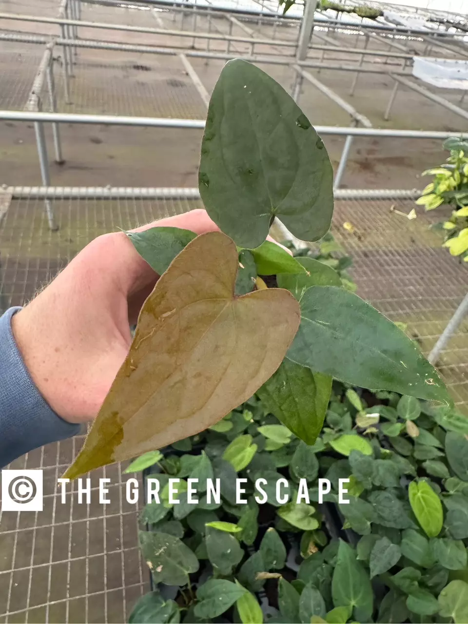 plant/Anthurium dressleri x guna yala starter plant growers choice-0