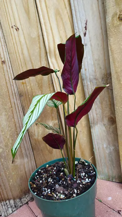 plant/LIVE PLANT Calathea majestica Goeppertia 1ft-3-thumbnail