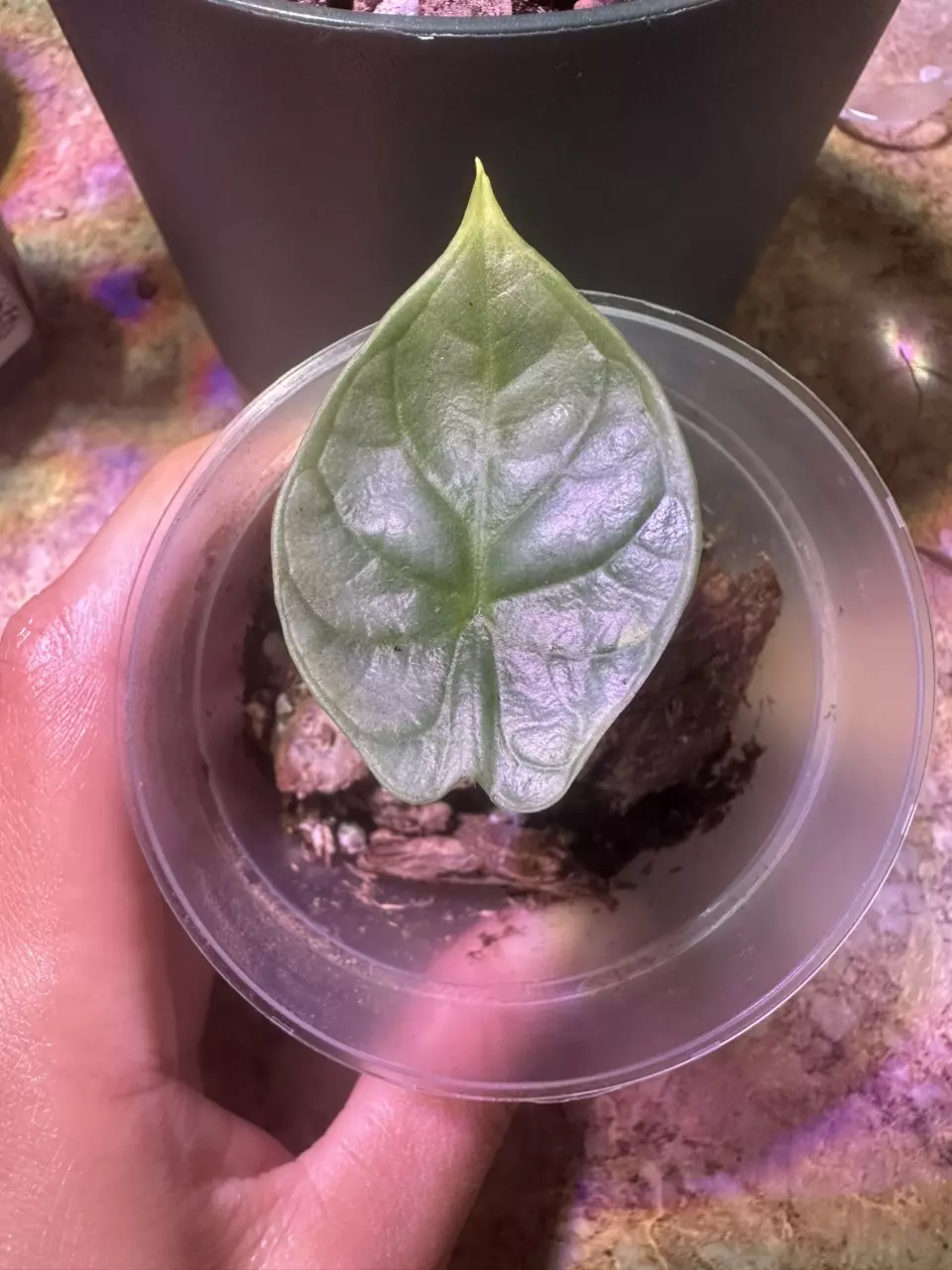 plant/Alocasia Silver Dragon Pups-0