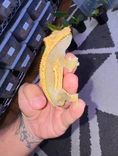 plant/CG#35-3-thumbnail