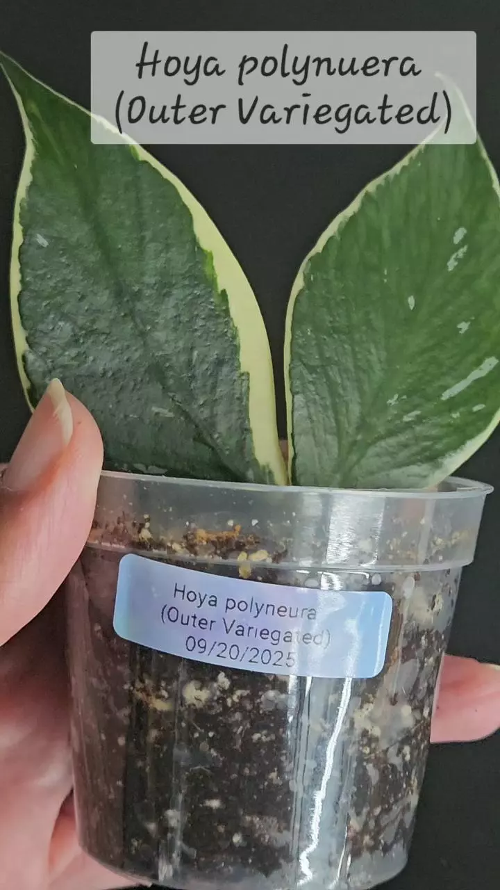 plant/Hoya polyneura (Outer Variegated)-1