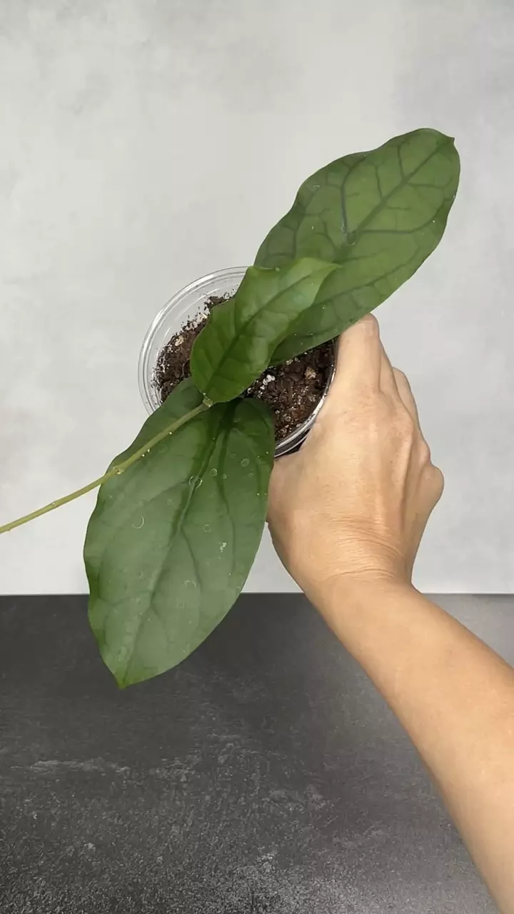plant/Hoya RHM 24226 - KP03-0