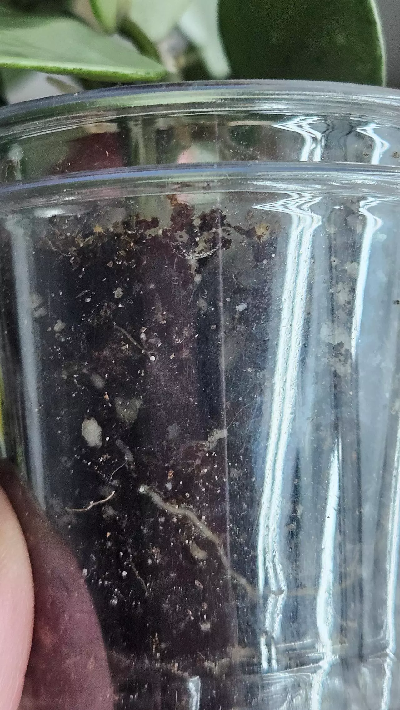 plant/Hoya krohniana 'Silver' #3-3