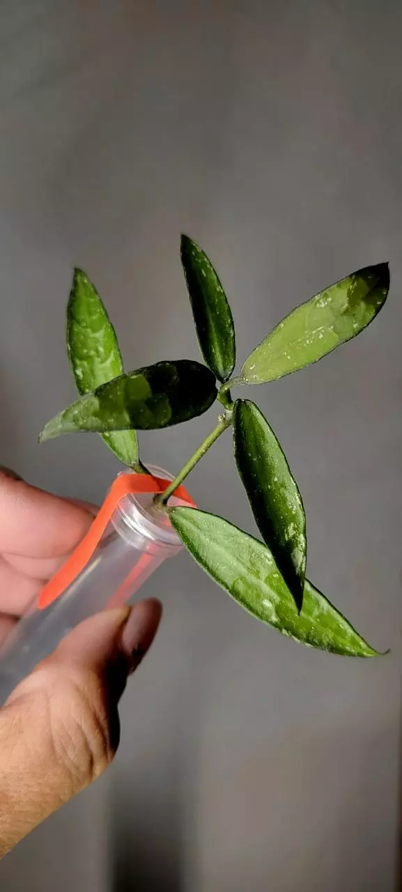 plant/Hoya Lacunosa 'Mr. Tent' Unrooted-0