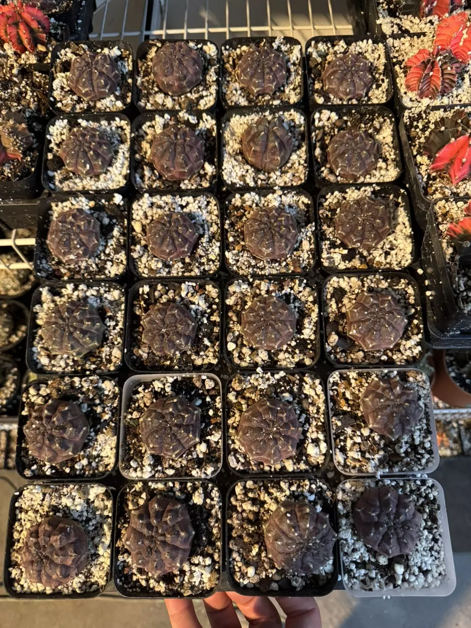 plant/Gymno Daydream-0