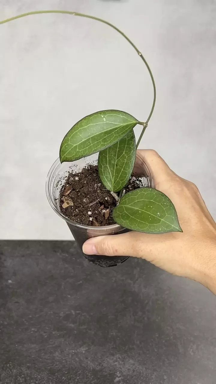 plant/Hoya fitchii x Fusco marginata-0